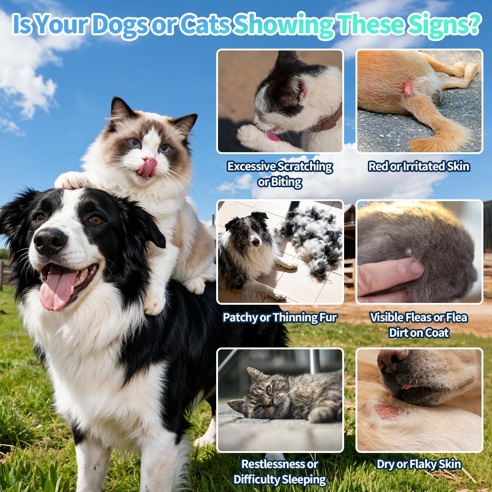 Wagmee chicken-flavor-taste image shows pets happily accepting the dose