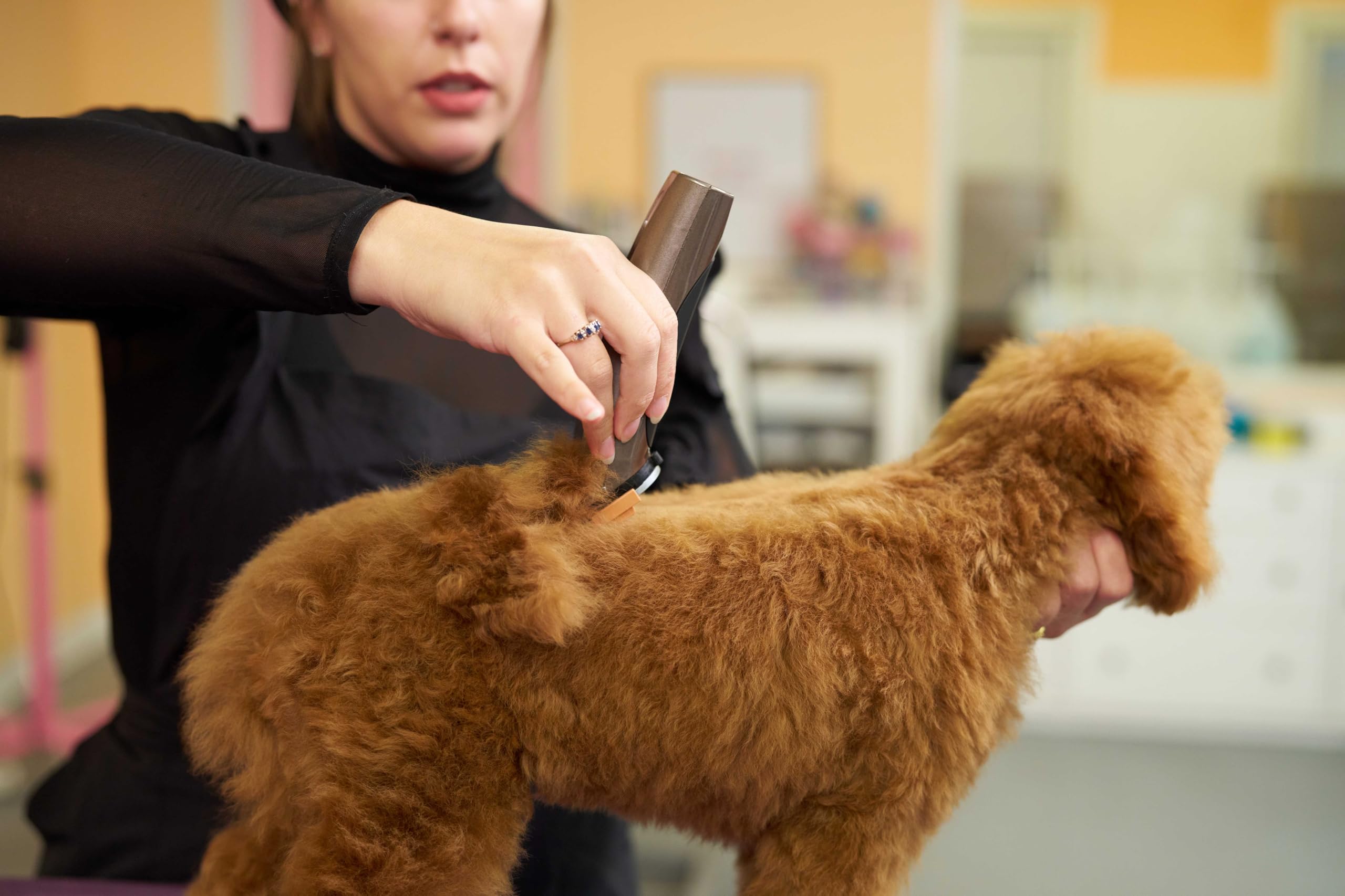 Wahl Bravura pet clipping in action on a dog or cat