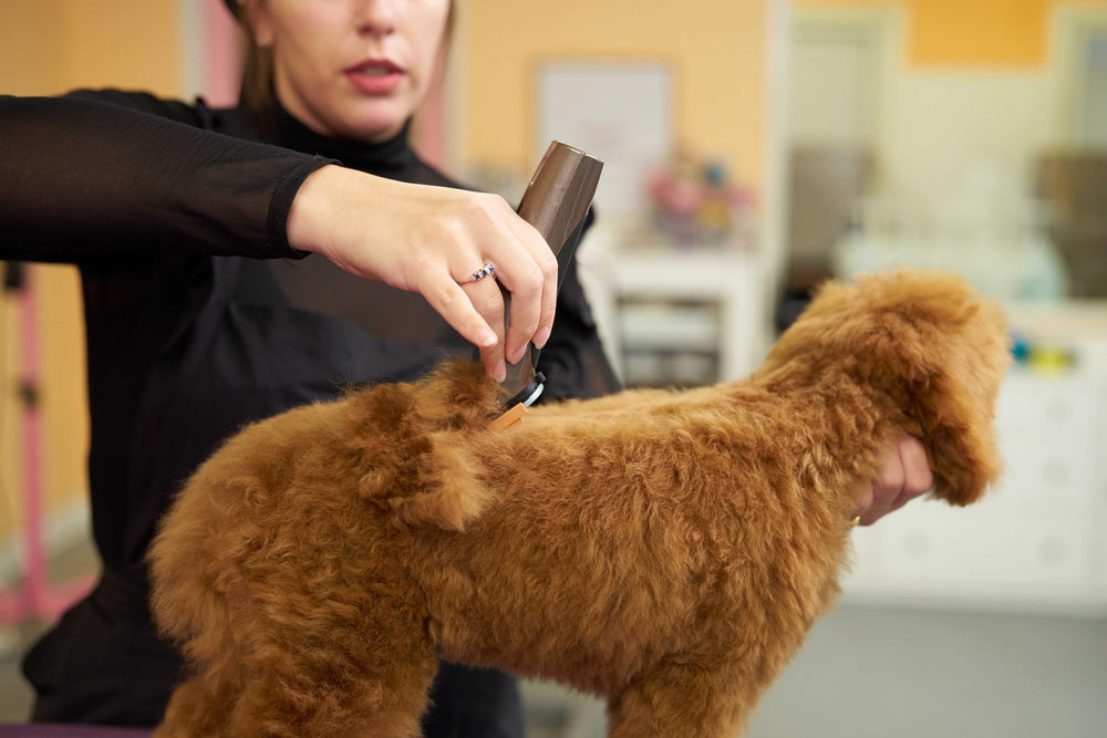 Wahl Bravura pet clipping in action on a dog or cat
