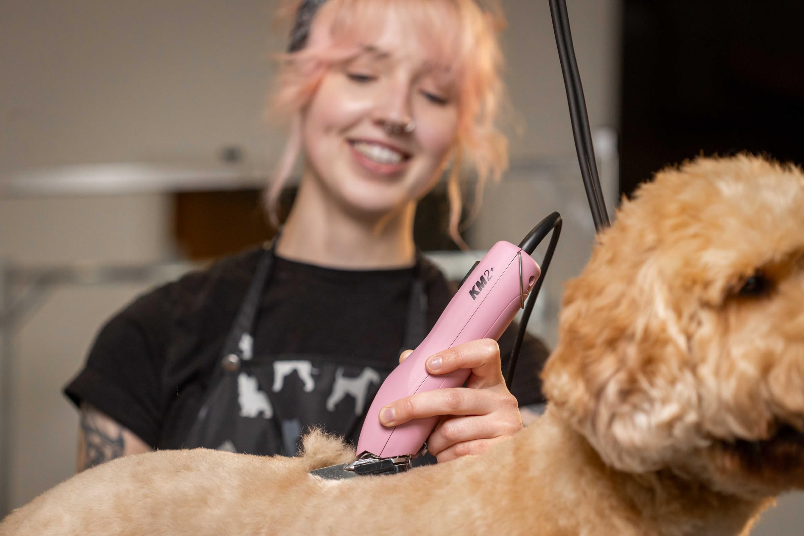 Wahl Pro Animal KM2+ cat grooming with low vibration.