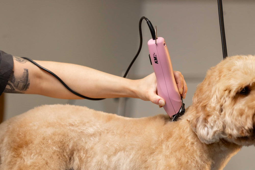 Wahl Pro Animal KM2+ horse grooming in action.