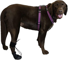 Walkabout Toe'sUP paracord strap in use on paw