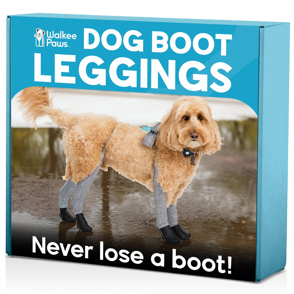 Walkee Paws connected-leggings dog boots on dog provide secure stay-on protection during walks.
