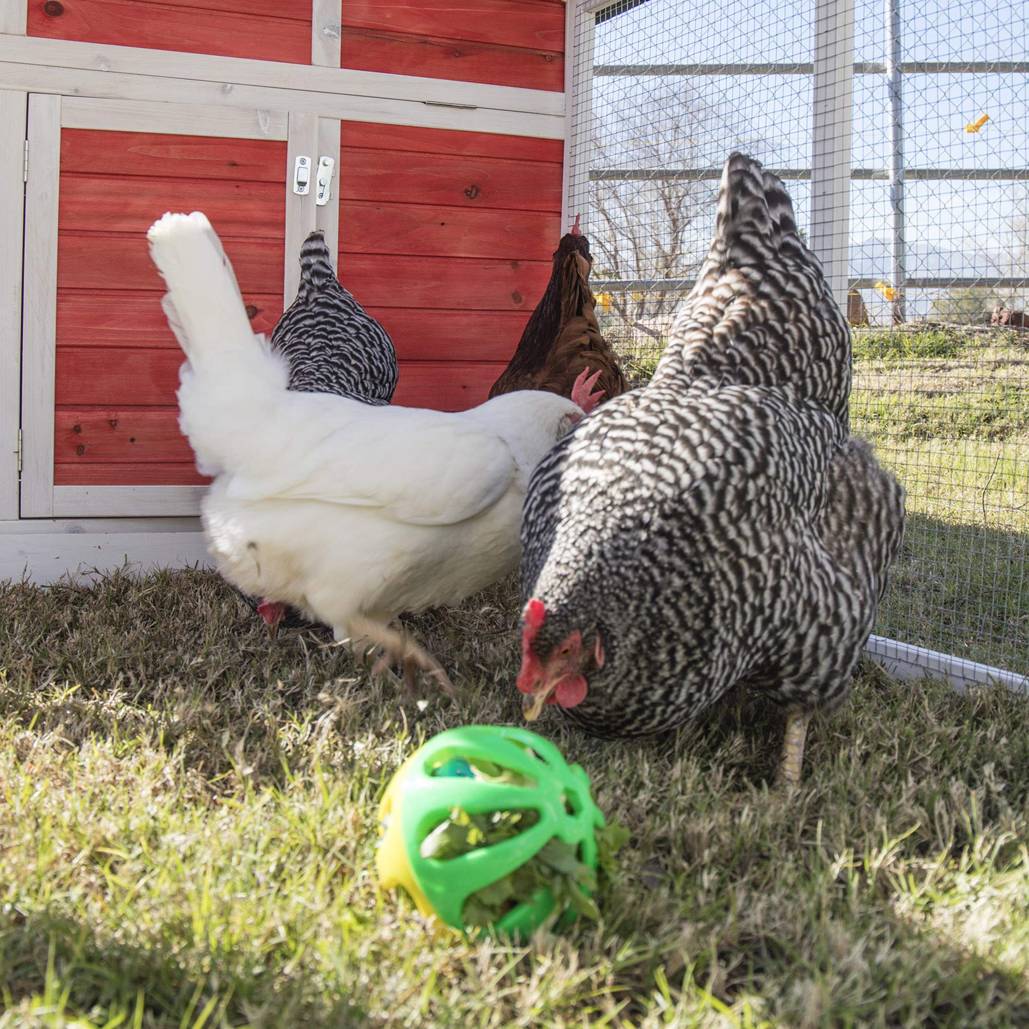 Ware Manufacturing Peck N Play Chicken Ball Toy close-up shows jingle ball aiding activity.