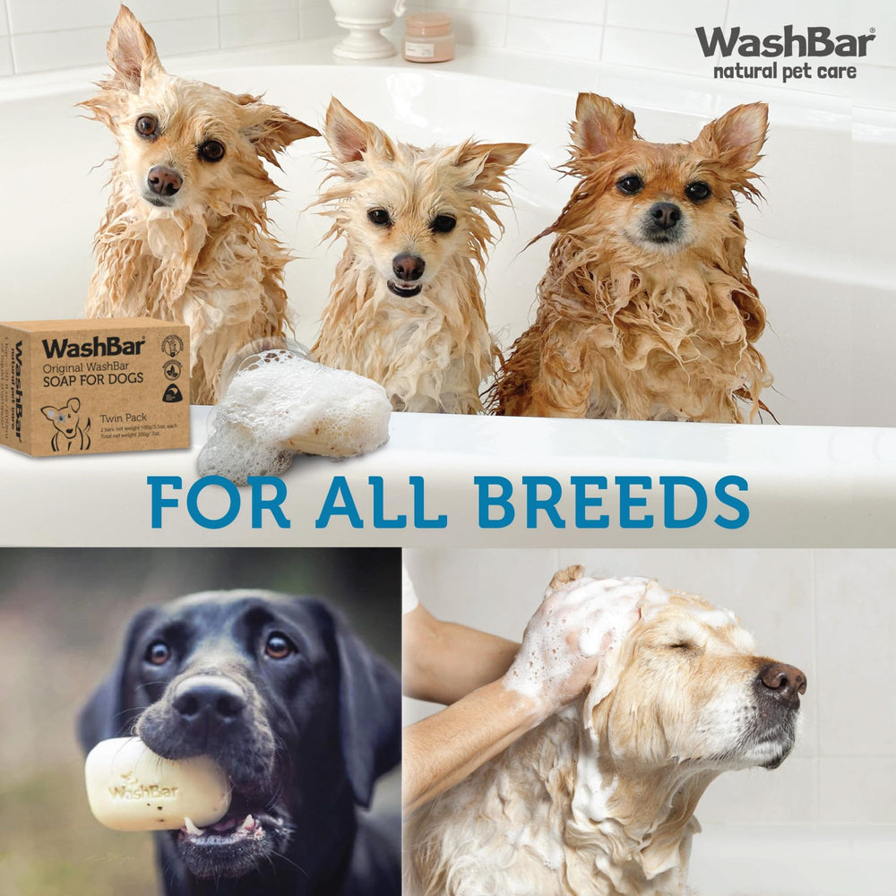 WashBar dog shampoo bar producing rich lather during bath time.