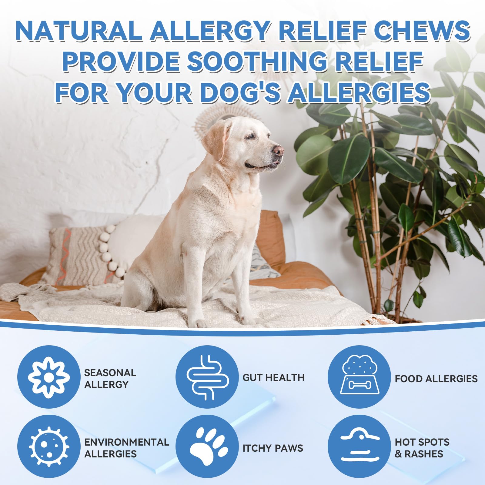 WEALLIN dog allergy chews include probiotics and colostrum for gut balance.