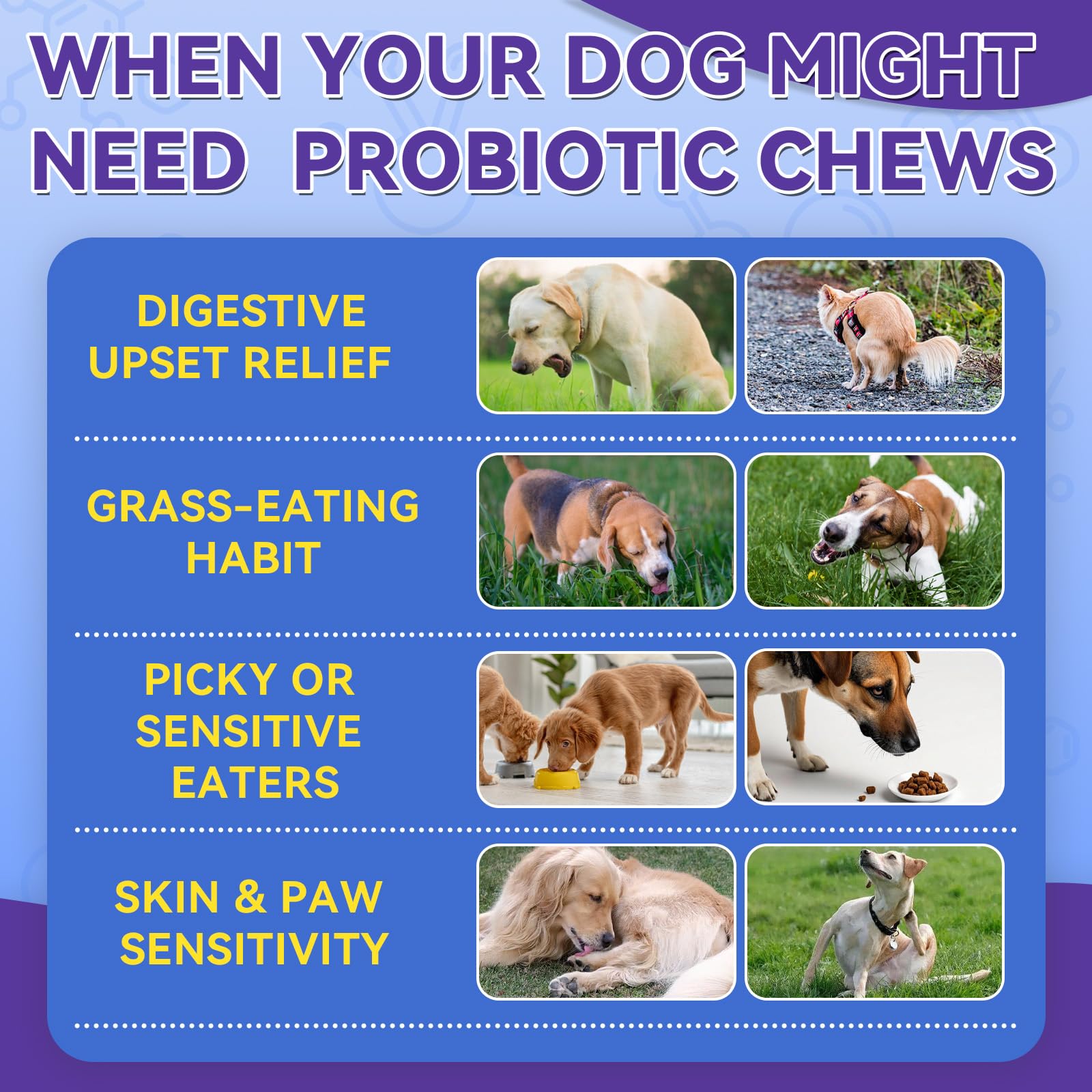 WEALLIN probiotic chews with pumpkin and prebiotics support gut balance.