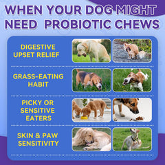 WEALLIN probiotic chews with pumpkin and prebiotics support gut balance.