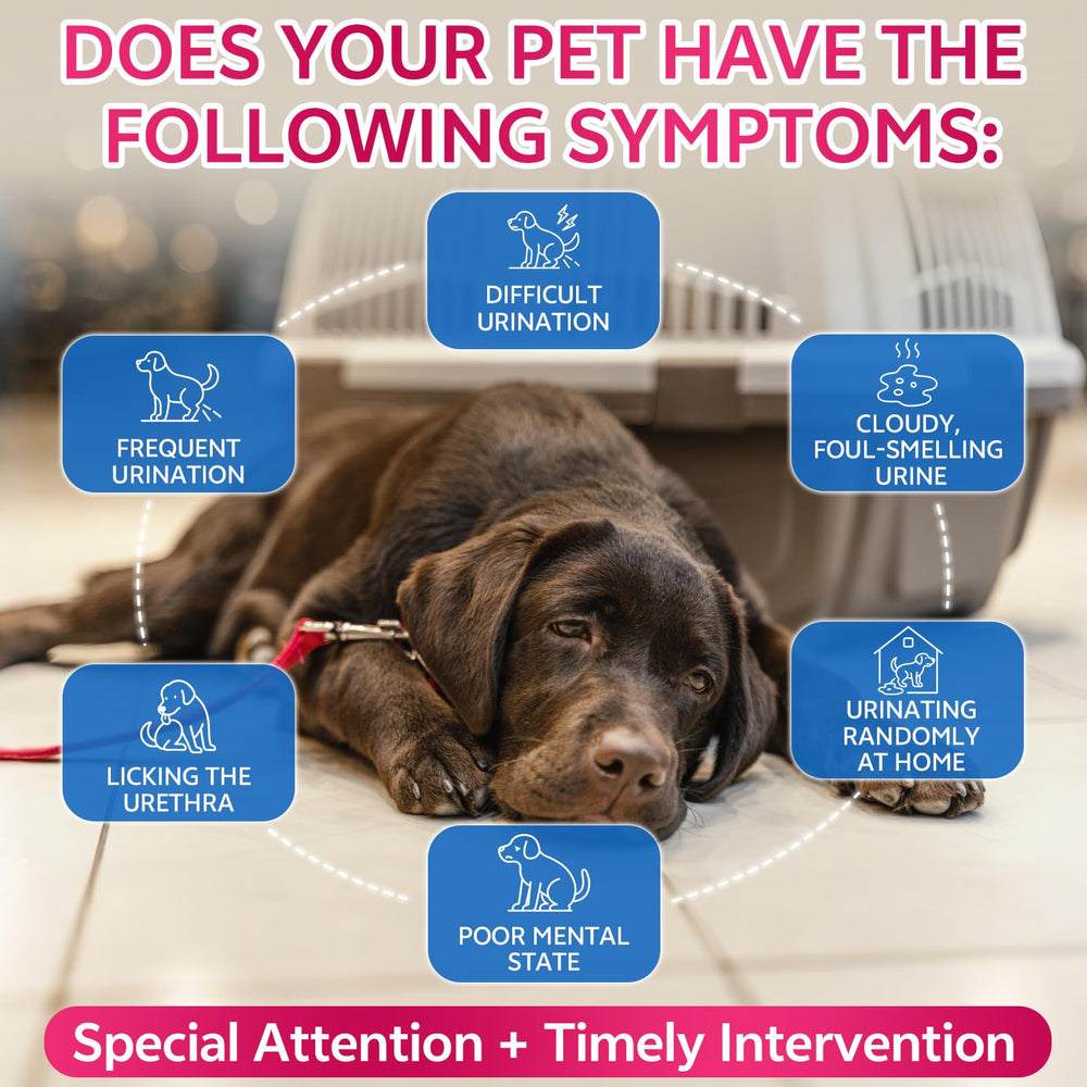 WEALLIN-two-bottle-value-pack demonstrates budget-friendly renal care for multi-pet households.