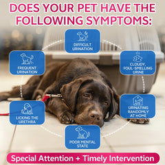 WEALLIN-two-bottle-value-pack demonstrates budget-friendly renal care for multi-pet households.