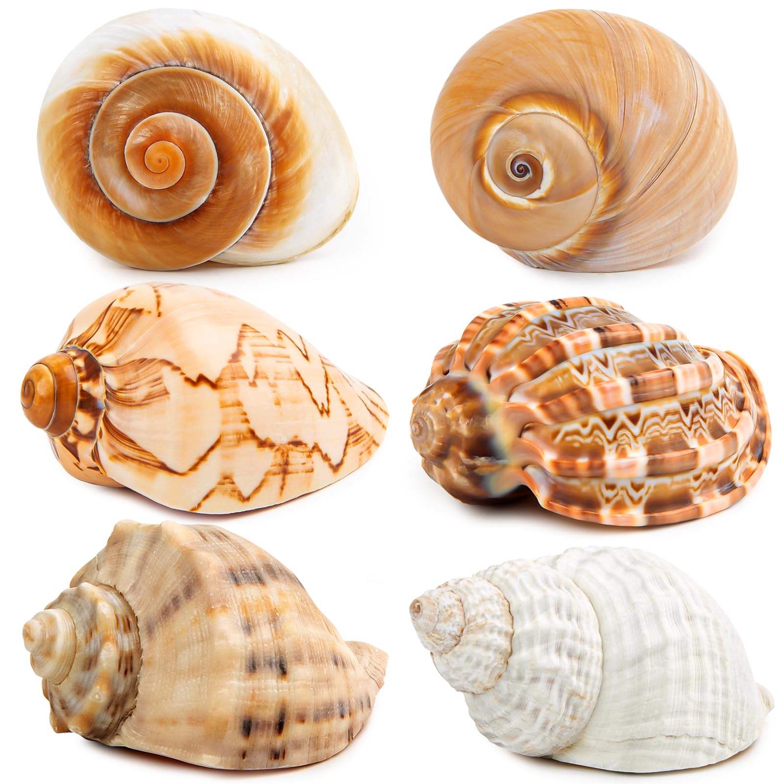WeDoSoy 6pcs large hermit crab shells package showcases natural sea conch shells for crabs.
