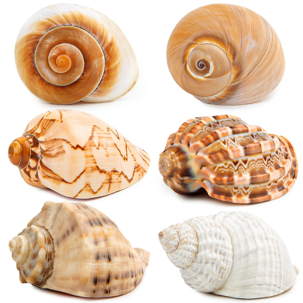 WeDoSoy 6pcs large hermit crab shells package showcases natural sea conch shells for crabs.