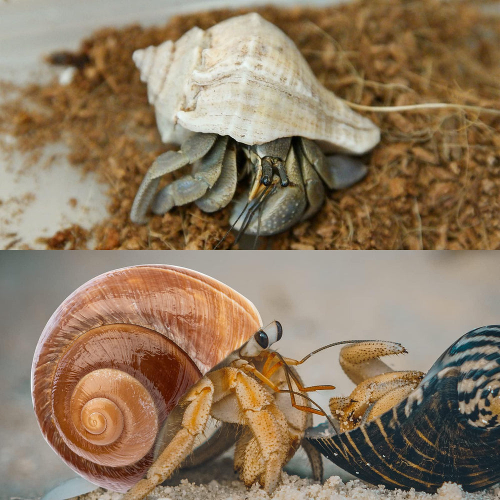 WeDoSoy carefully selected shells are handpicked for safe, durable hermit crab homes.