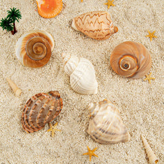 WeDoSoy natural sea conch shells close-up highlighting quality and suitability for crab homes.