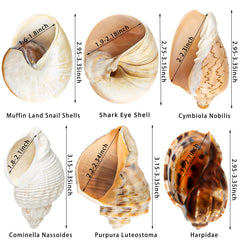 WeDoSoy shell opening size detail shows openings 1.5–2.5 inches for crab fit.