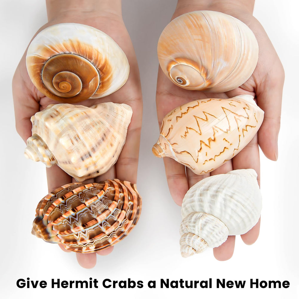WeDoSoy variety shell sizes for crabs demonstrates options for comfortable shelter.