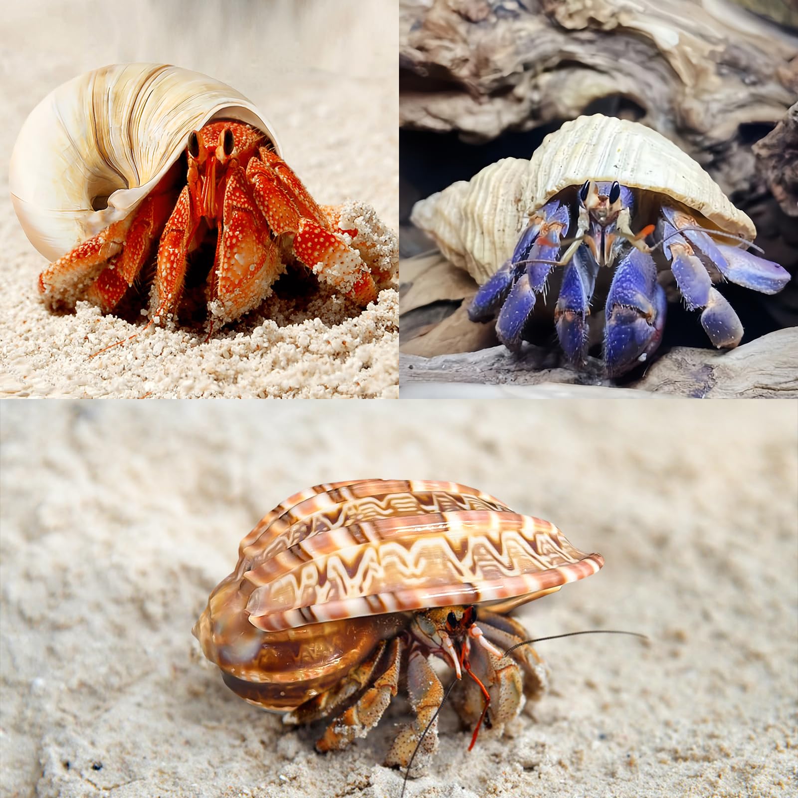 WeDoSoy versatile use shells for crafts and beach decor.