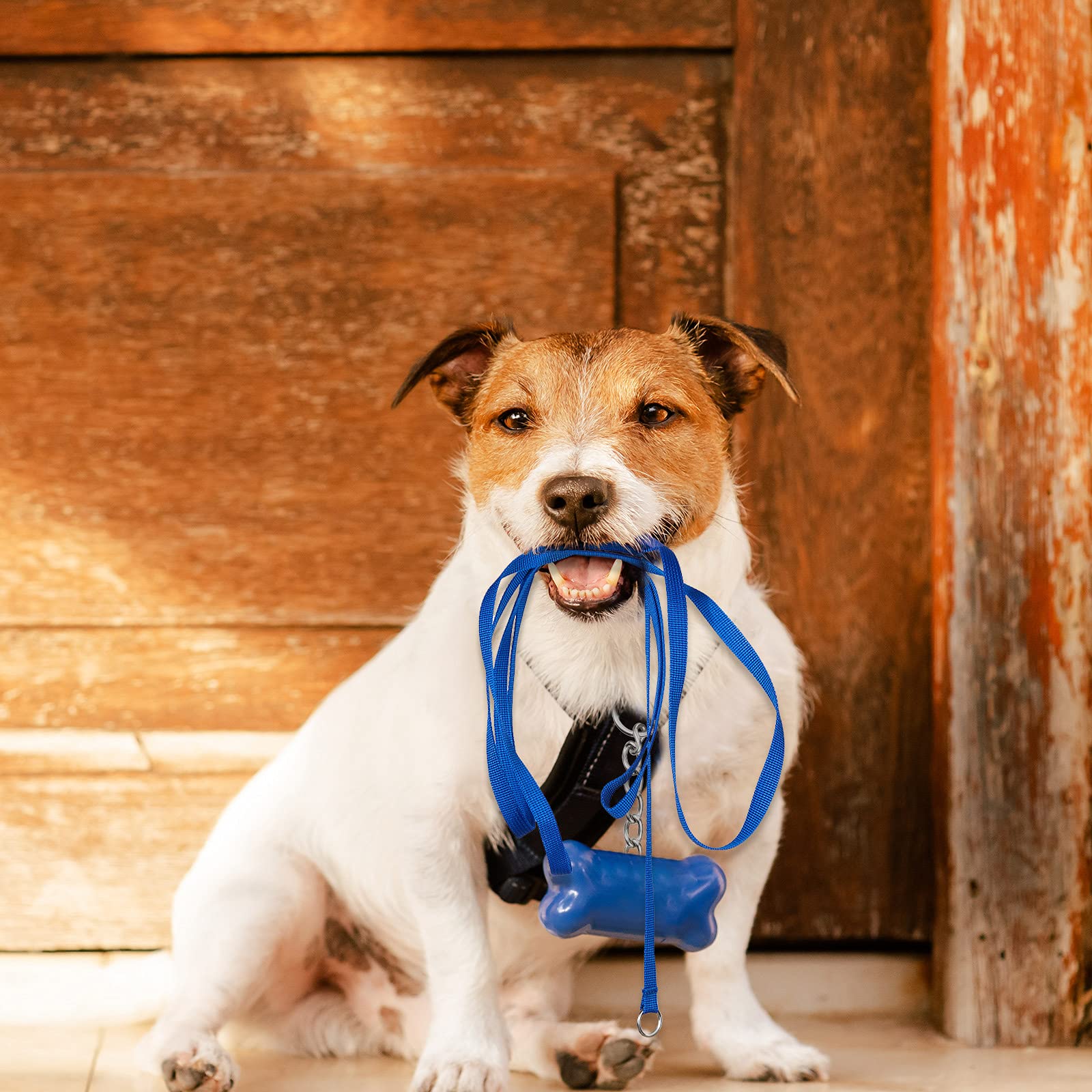 Weewooday slip rope leash 6ft blue gives reliable control in outdoor settings.