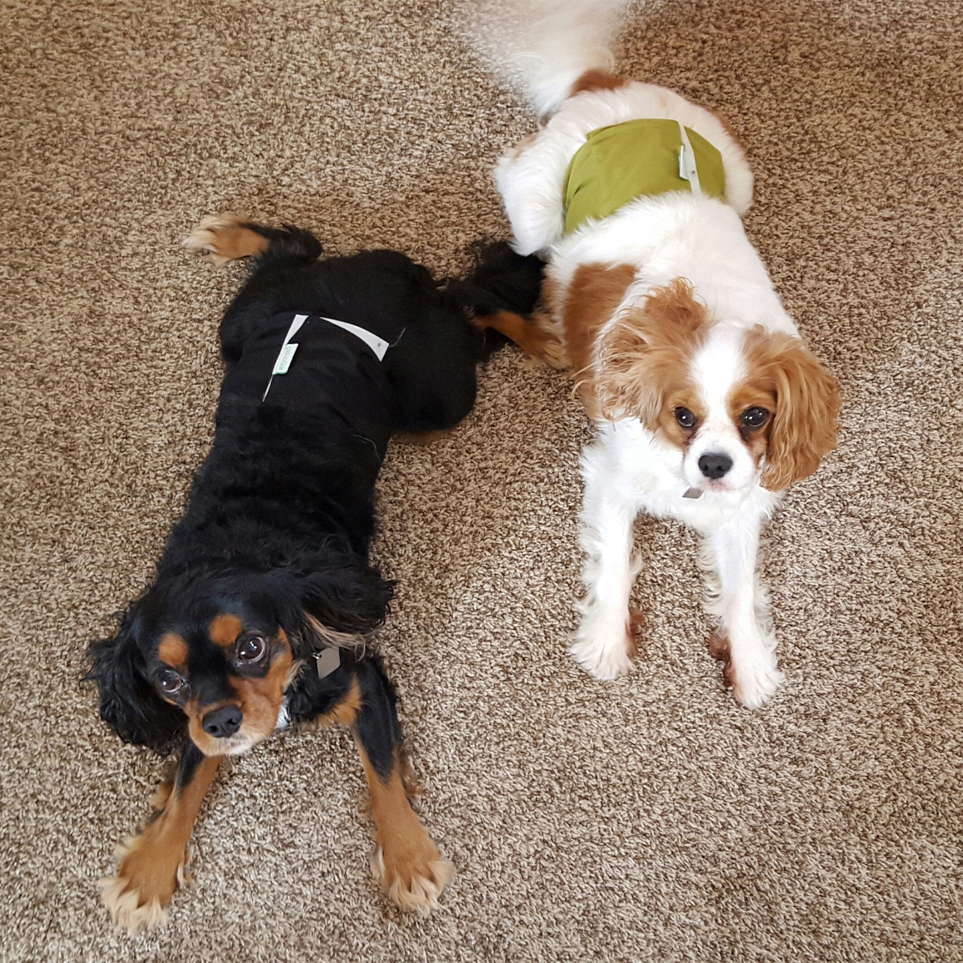 Wegreeco worn by a dog demonstrates training support and comfort.