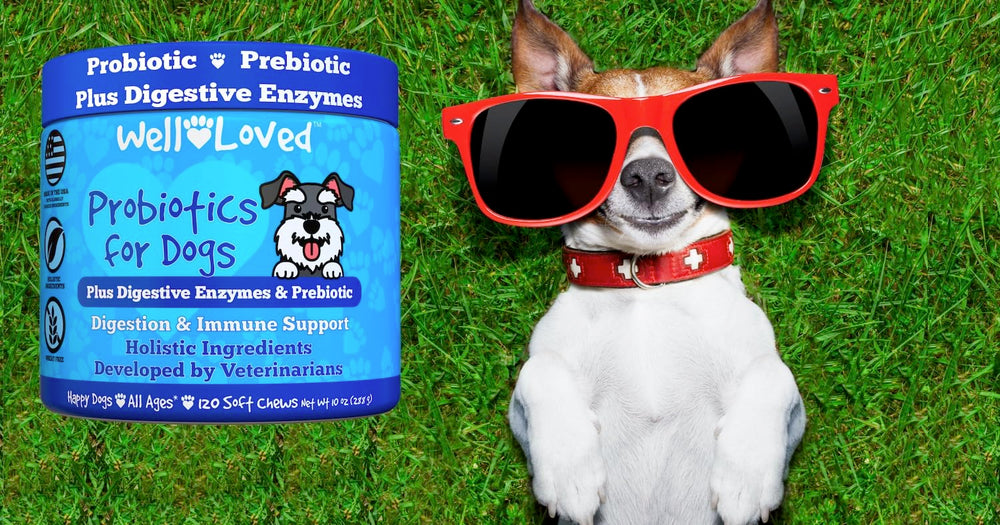 Well Loved Probiotics dog immune-support scene hints at overall well-being for pets