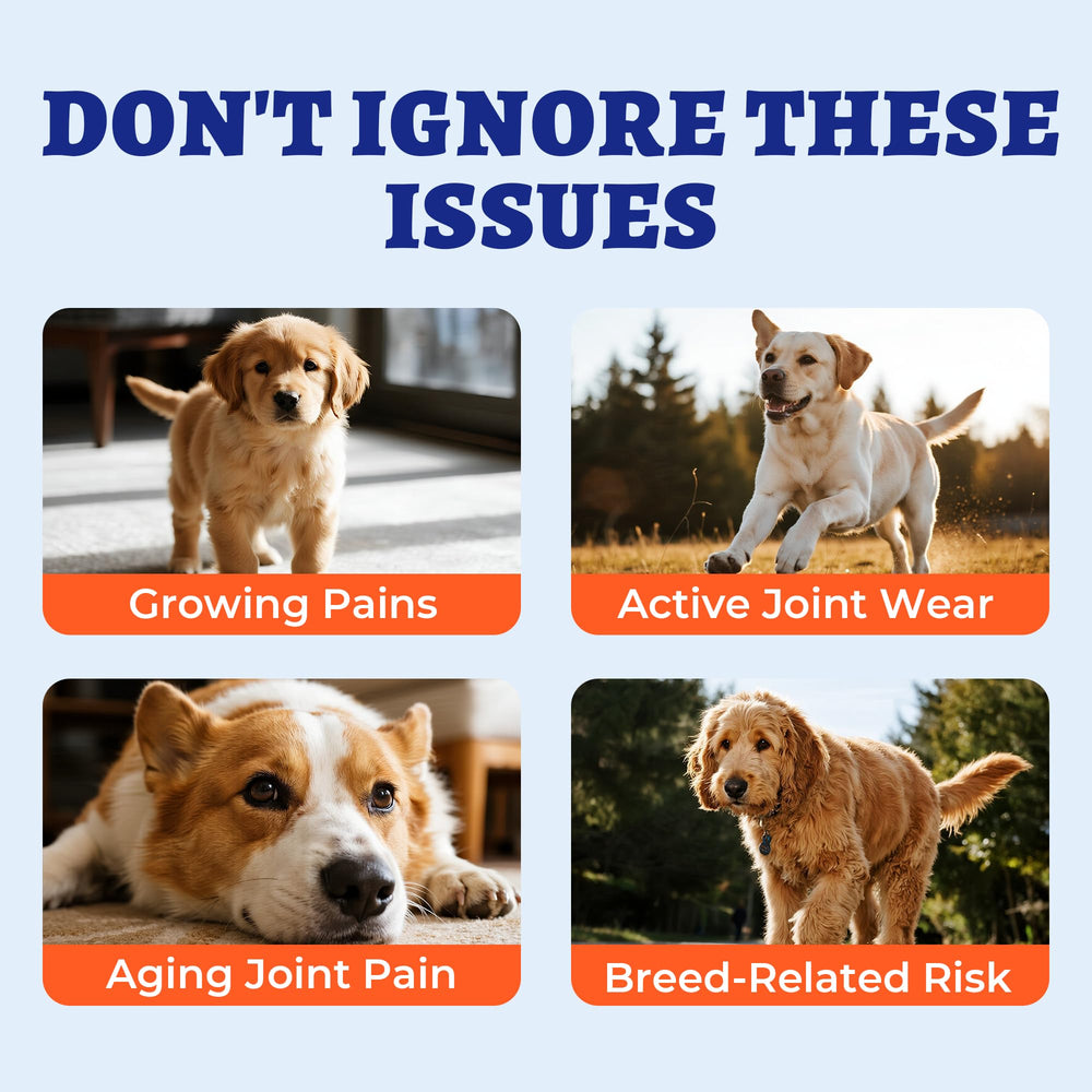 Wellix dog eating hip joint chews during a meal for daily flexibility