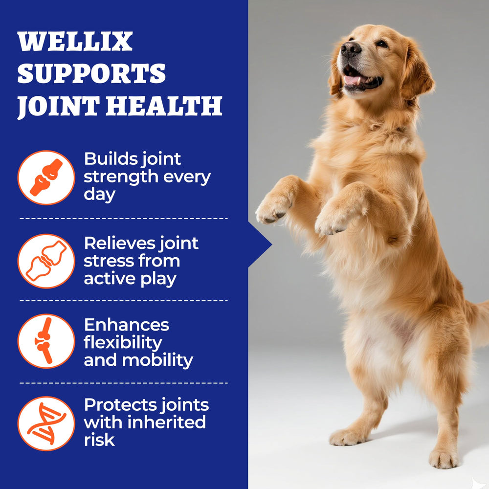 Wellix hip joint chews close-up showing texture and flavor for easy feeding