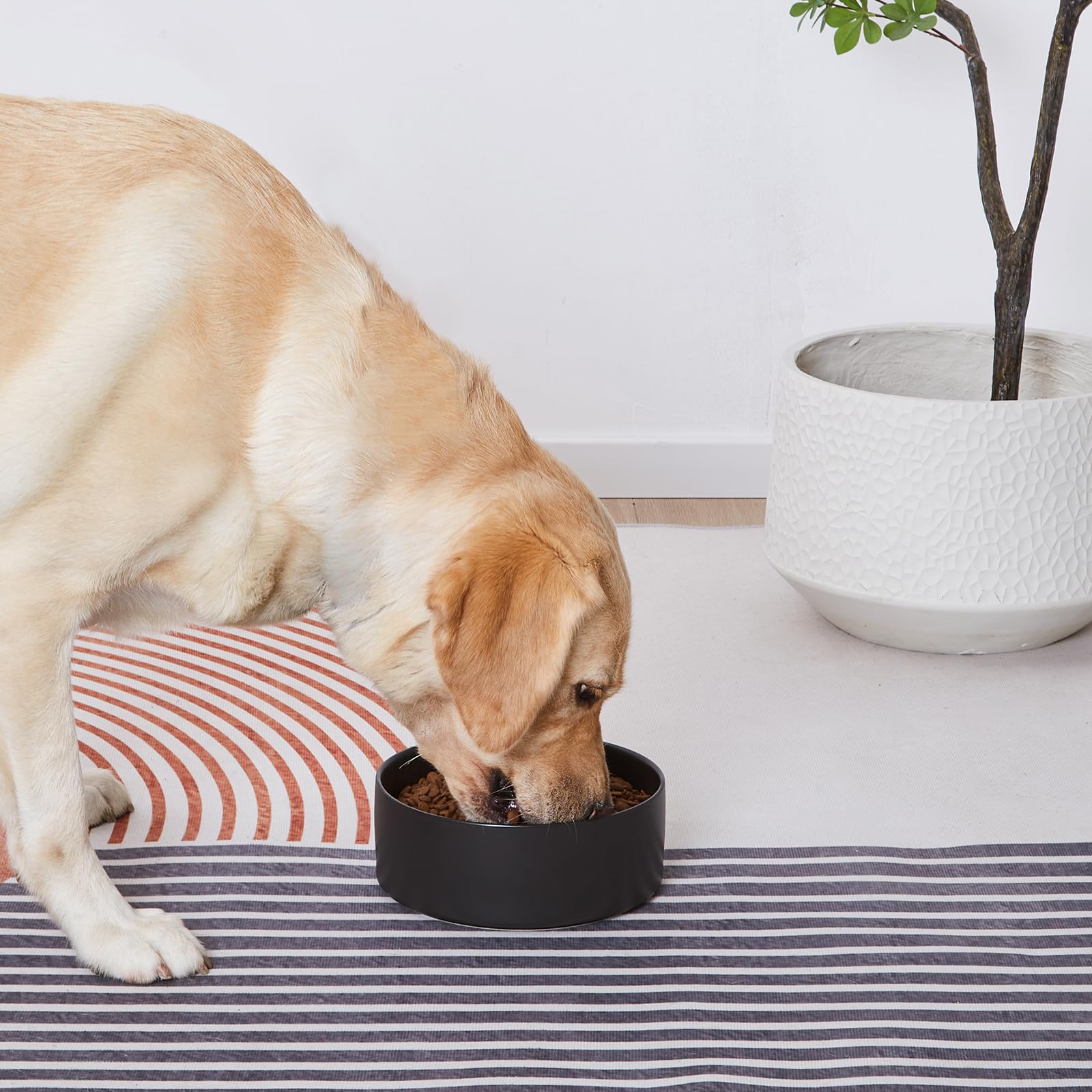 Welloyed non-slip high-wall dog bowl designed to reduce spills