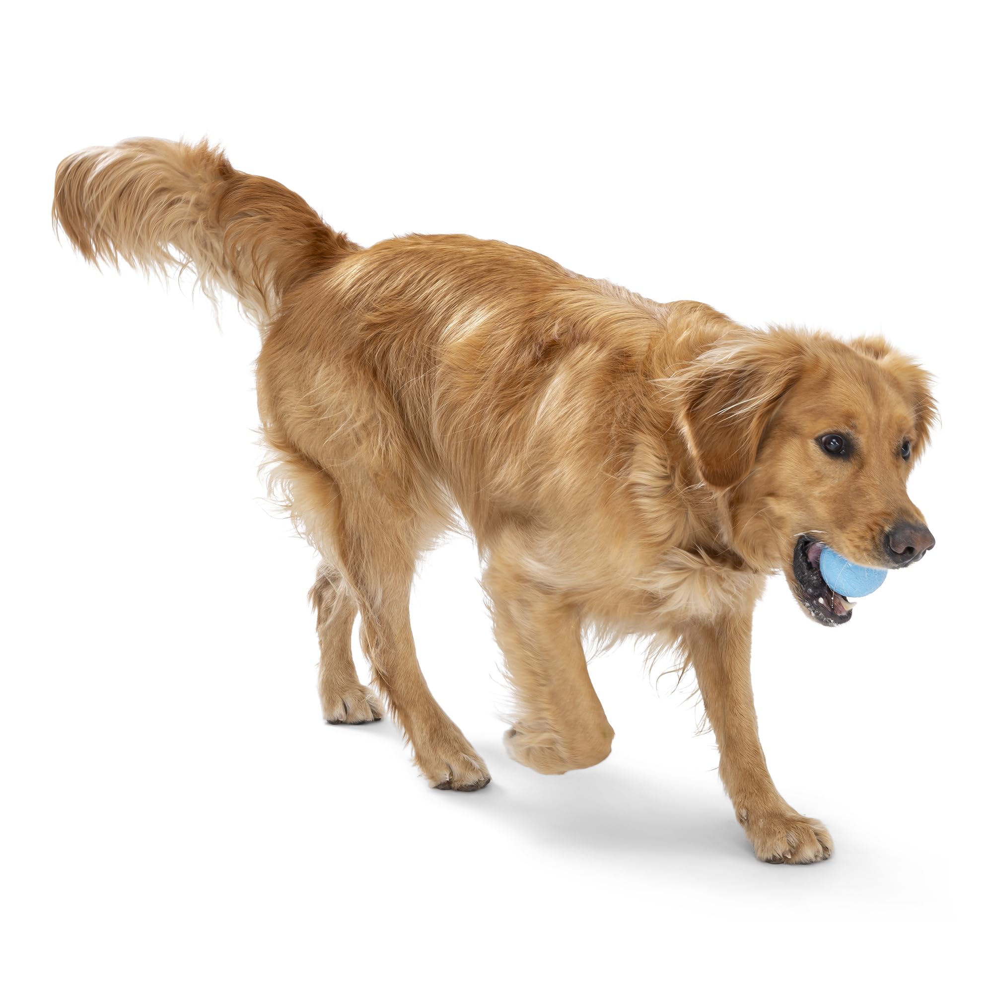 West Paw Boundr Ball designed for fetch training and active dog exercise.