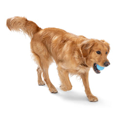 West Paw Boundr Ball designed for fetch training and active dog exercise.