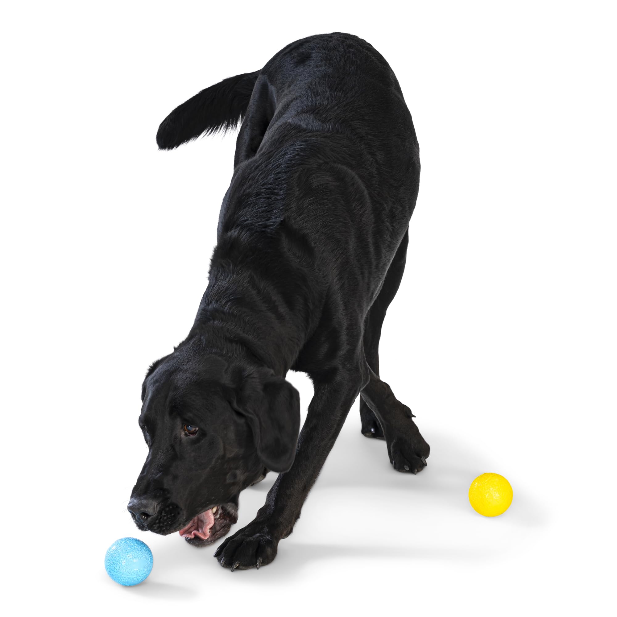 West Paw Boundr Ball made in USA from recycled materials for safe, reliable play.