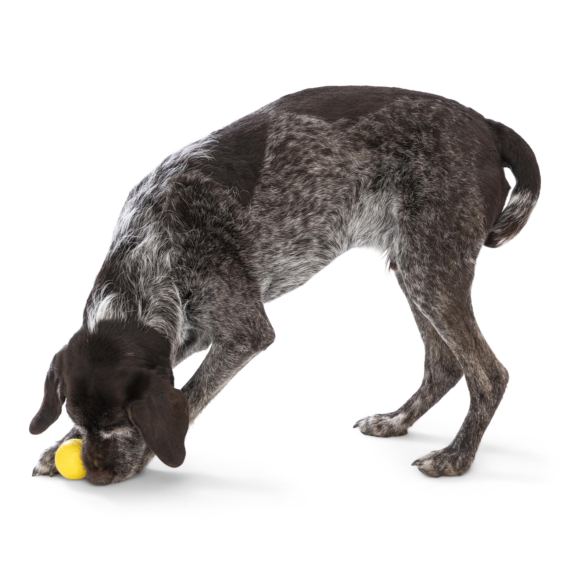 WEST PAW Boundr Ball toy dog-chewing demo highlighting chew-friendly Zogoflex material.
