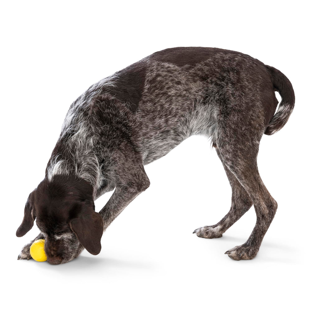 WEST PAW Boundr Ball toy dog-chewing demo highlighting chew-friendly Zogoflex material.