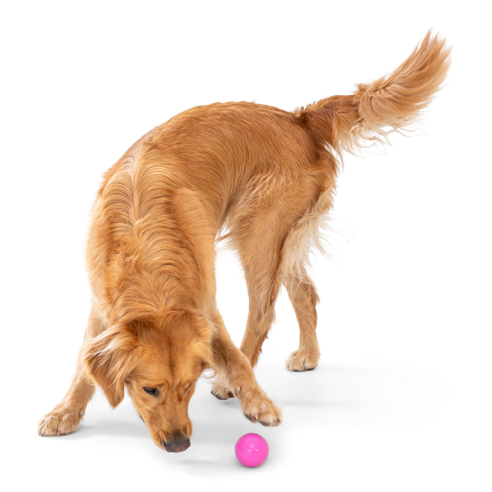 WEST PAW Boundr Ball toy during fetch session with a thrower for active exercise.