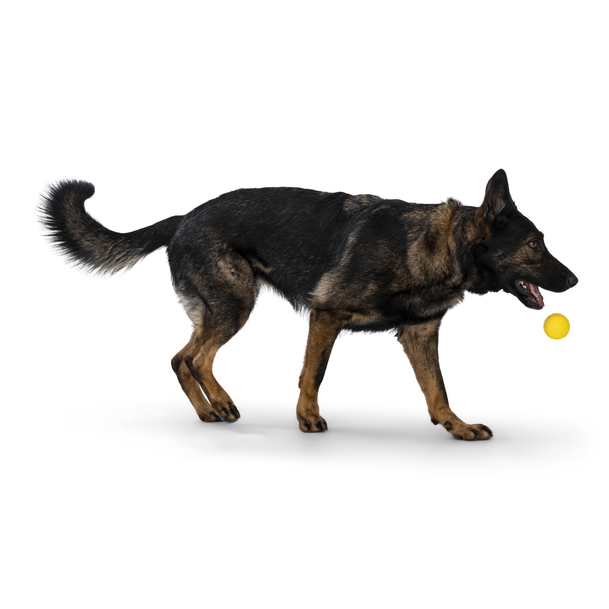 WEST PAW Boundr Ball toy in-water use demonstrates floatable design for pool play.