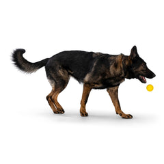 WEST PAW Boundr Ball toy in-water use demonstrates floatable design for pool play.