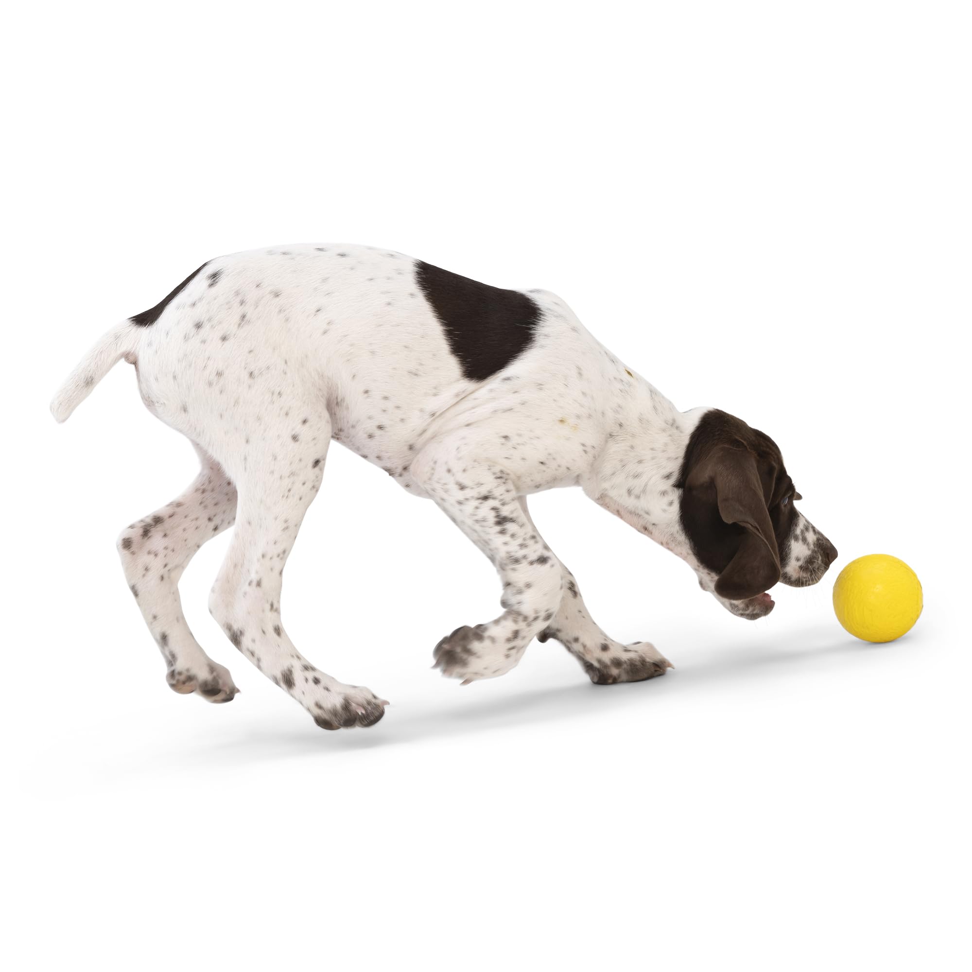 West Paw Boundr Ball features Zogoflex material and float capability for water-loving dogs.