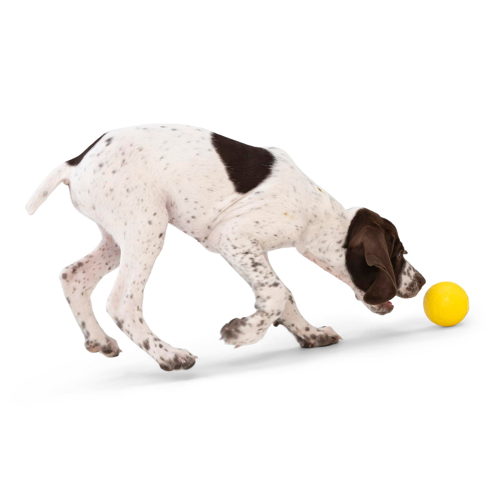 West Paw Boundr Ball features Zogoflex material and float capability for water-loving dogs.