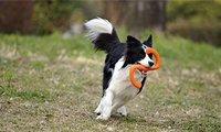West Paw Zogoflex Bumi dog tug toy used for fetch and interactive play.