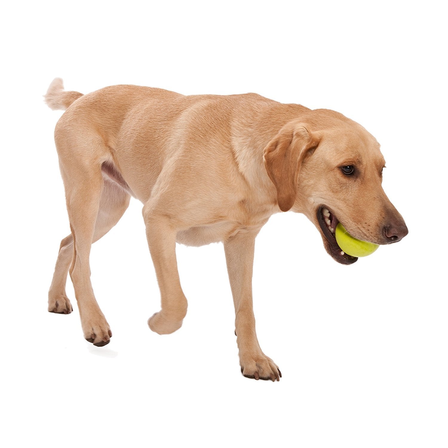 WEST PAW Zogoflex Jive Ball verde manzana; ideal para juegos de buscar en agua gracias a su flotabilidad.