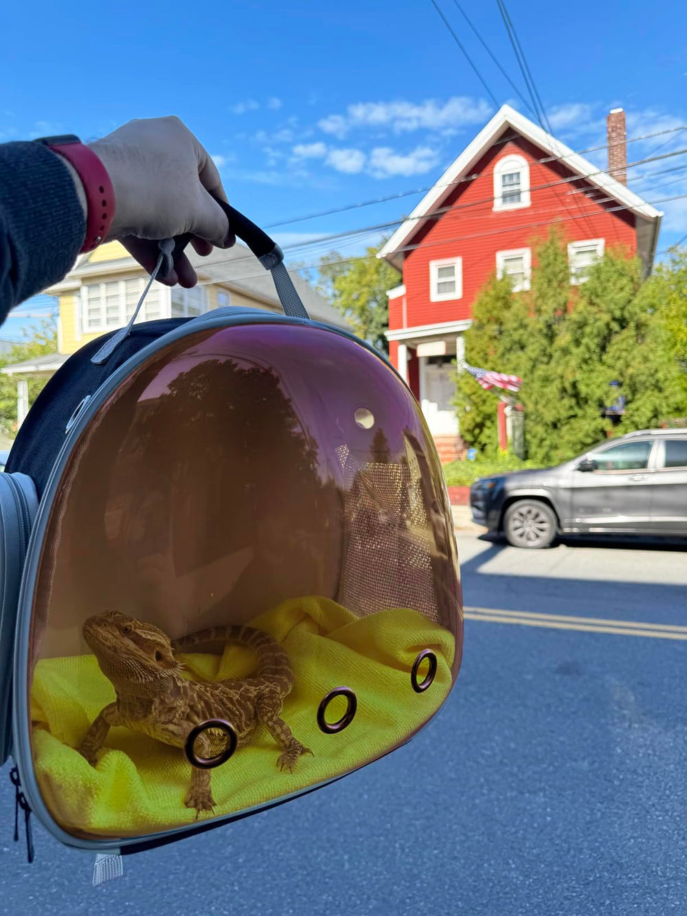 WEVONIGU bearded dragon backpack outdoor use for comfortable outdoor adventures.