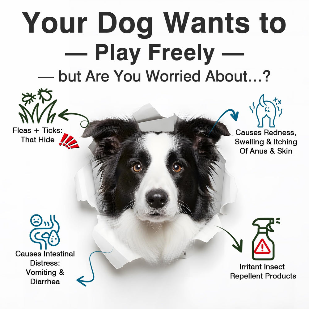 WEYILL probiotic chews label highlights gut health ingredients and digestive enzymes.