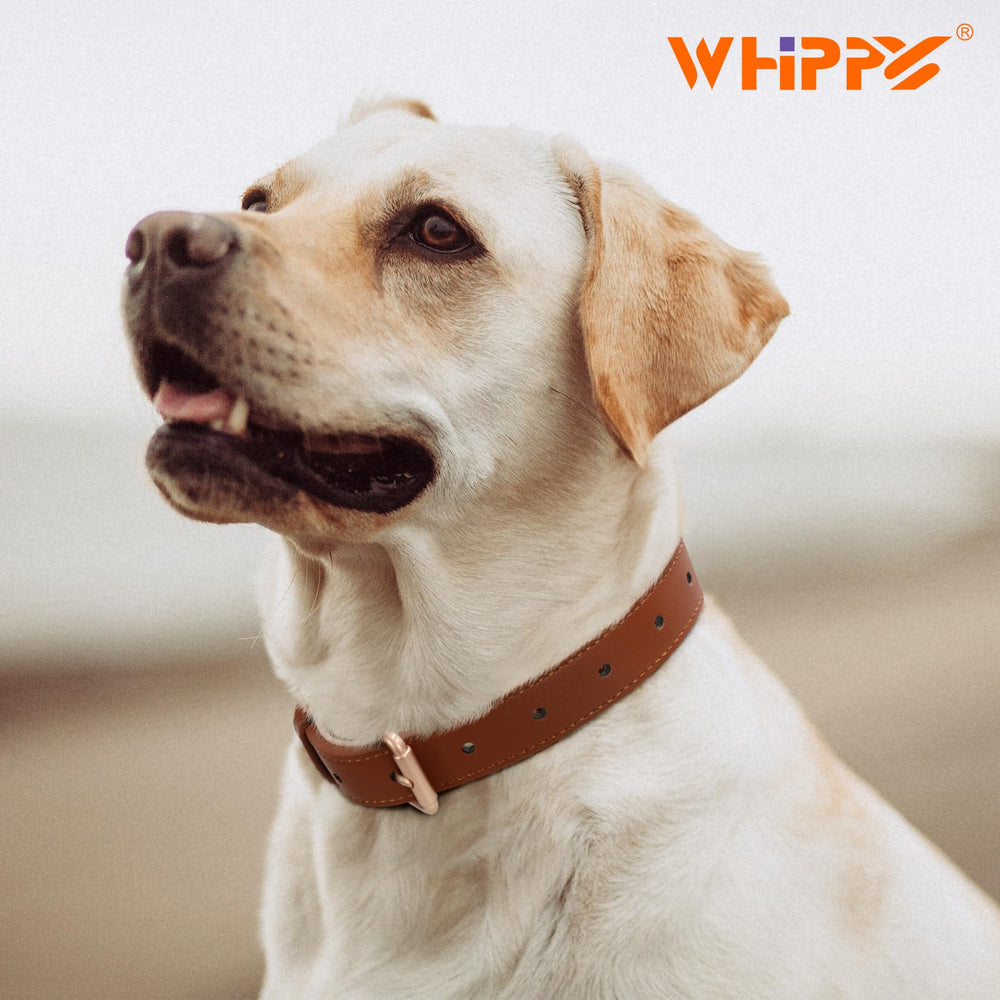 WHIPPY Leather Dog Collar buckle closeup highlights alloy buckle and smooth finish.
