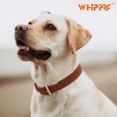 WHIPPY Leather Dog Collar buckle closeup highlights alloy buckle and smooth finish.