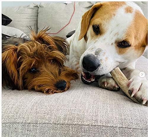 WhiteTail Naturals 6-pack packaging keeps you stocked for regular dog chews and bites.