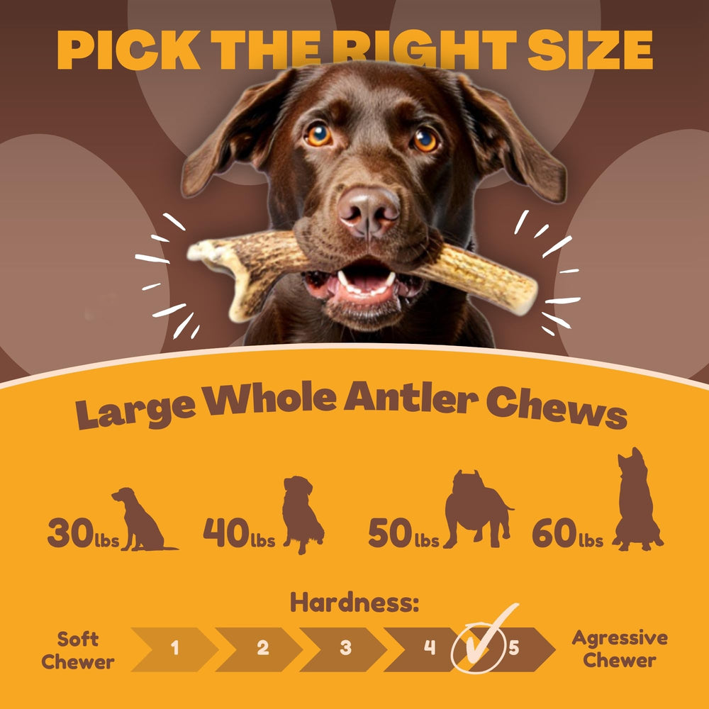 WhiteTail Naturals large deer antler chew being chewed indoors by a dog