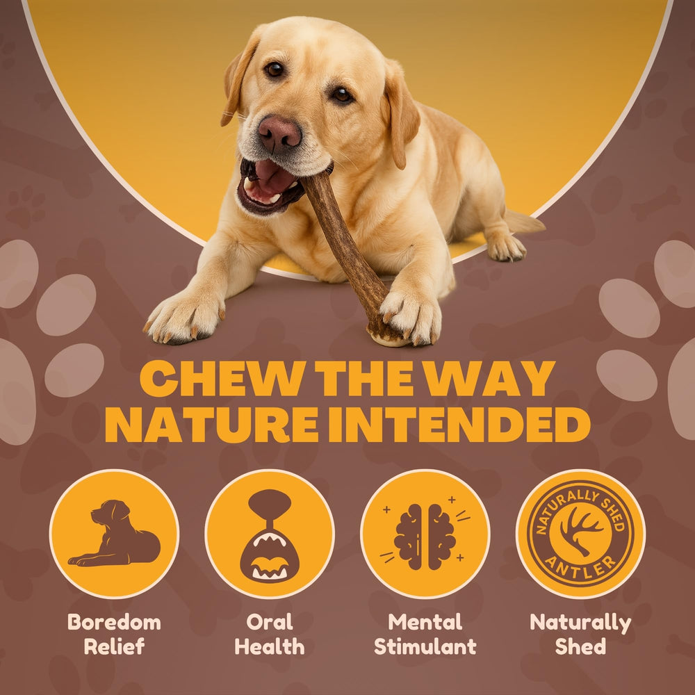 WhiteTail Naturals odorless, mess-free antler chew ideal for indoor use