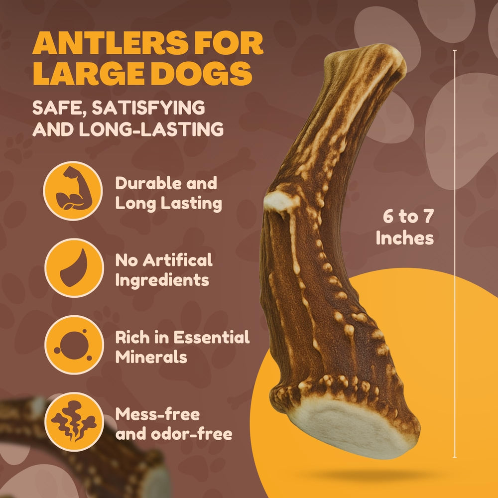 WhiteTail Naturals antler chew sanded edges to reduce sharpness