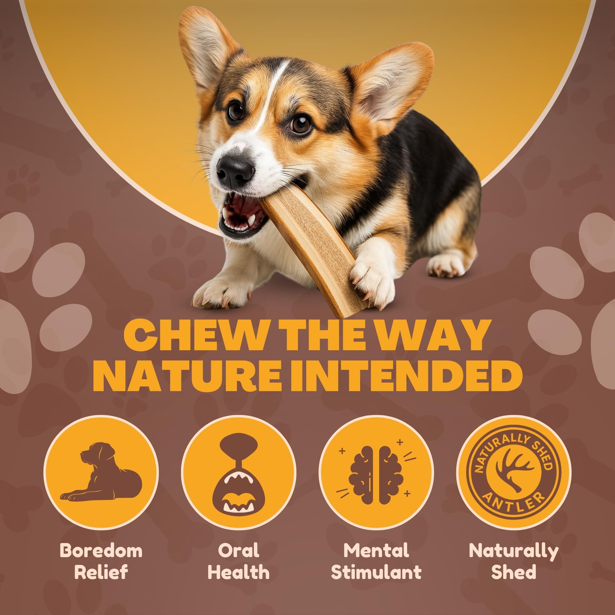 WhiteTail Naturals indoor-friendly antlers stay mess-free and odorless for clean living spaces.