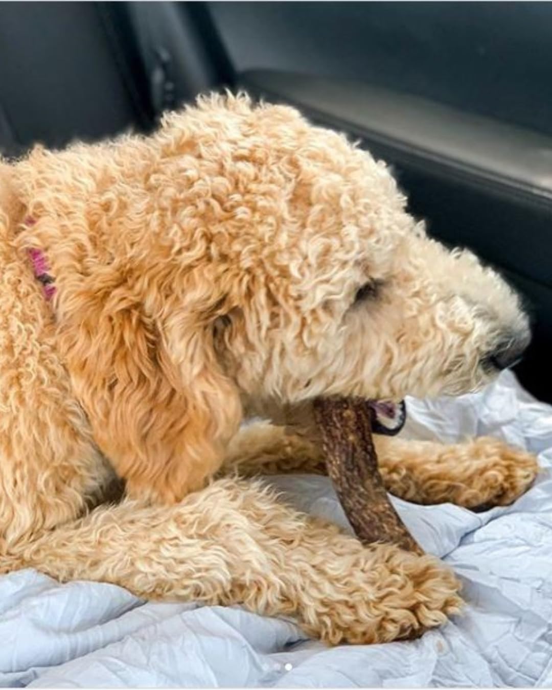 WhiteTail Naturals calcium-mineral-source-07 frames natural mineral benefits for canine health.