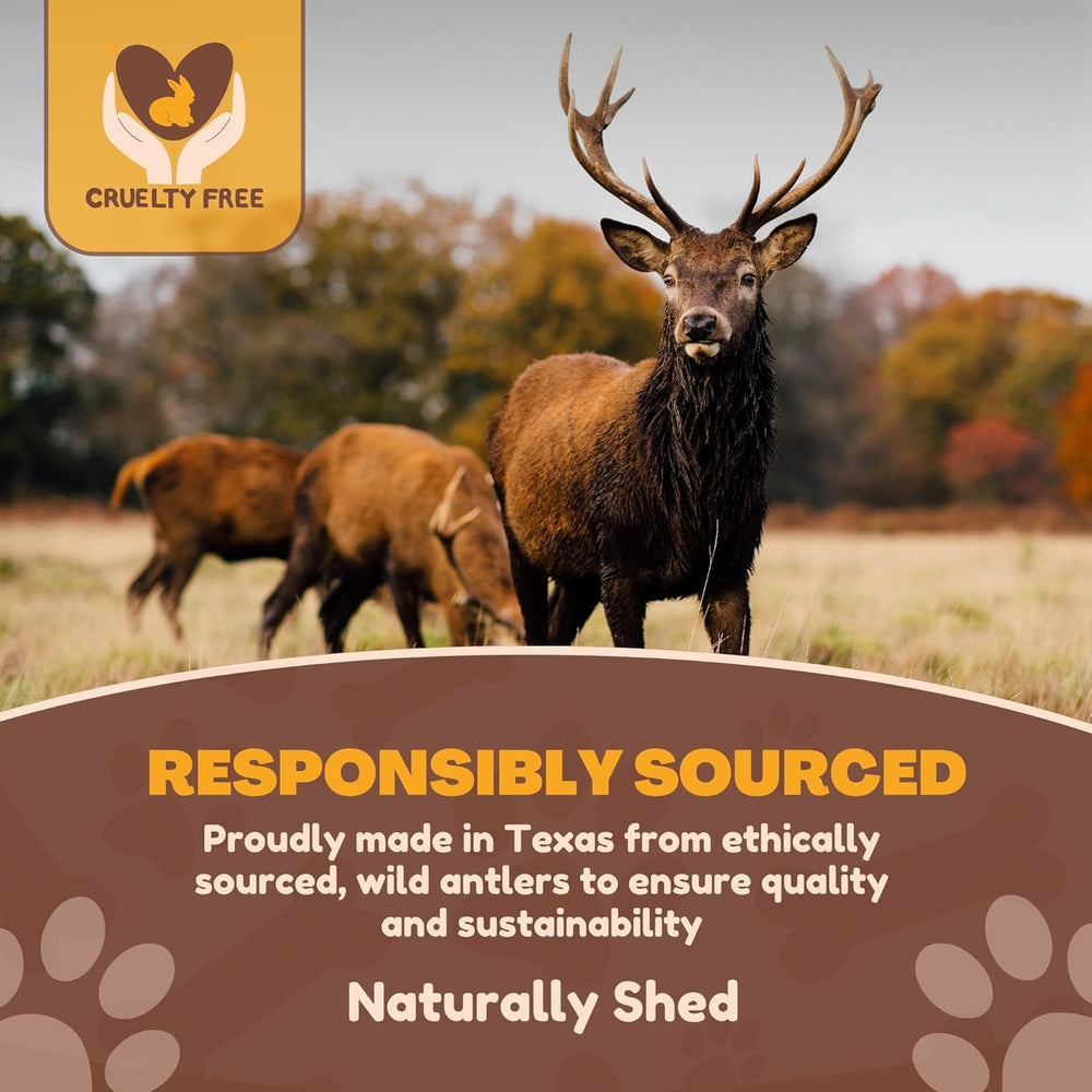 WhiteTail Naturals jumbo-xxl deer antler close-up; natural texture for satisfying gnawing
